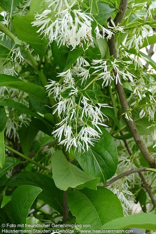 Schneeflockenstrauch (Chionanthus virginicus)