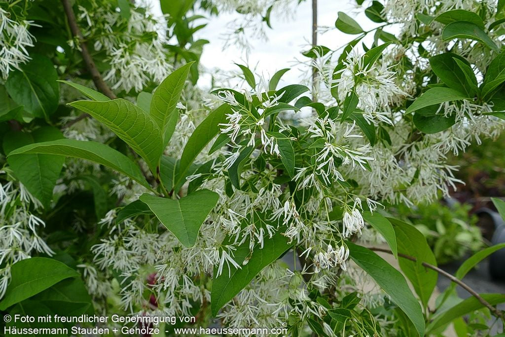 Schneeflockenstrauch (Chionanthus virginicus)