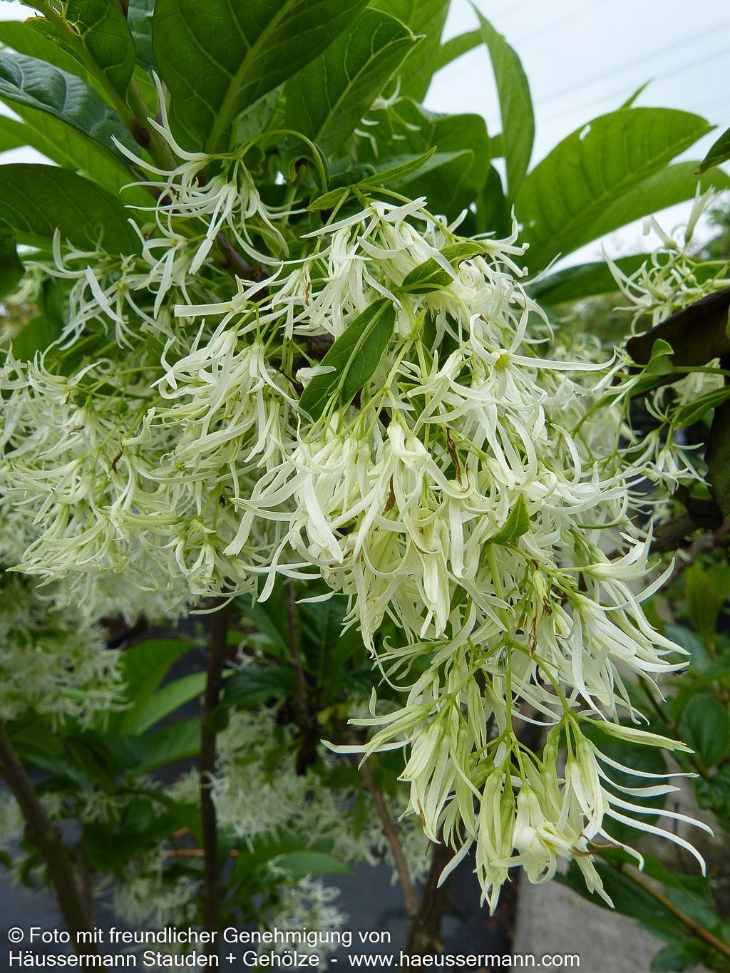Schneeflockenstrauch (Chionanthus virginicus)