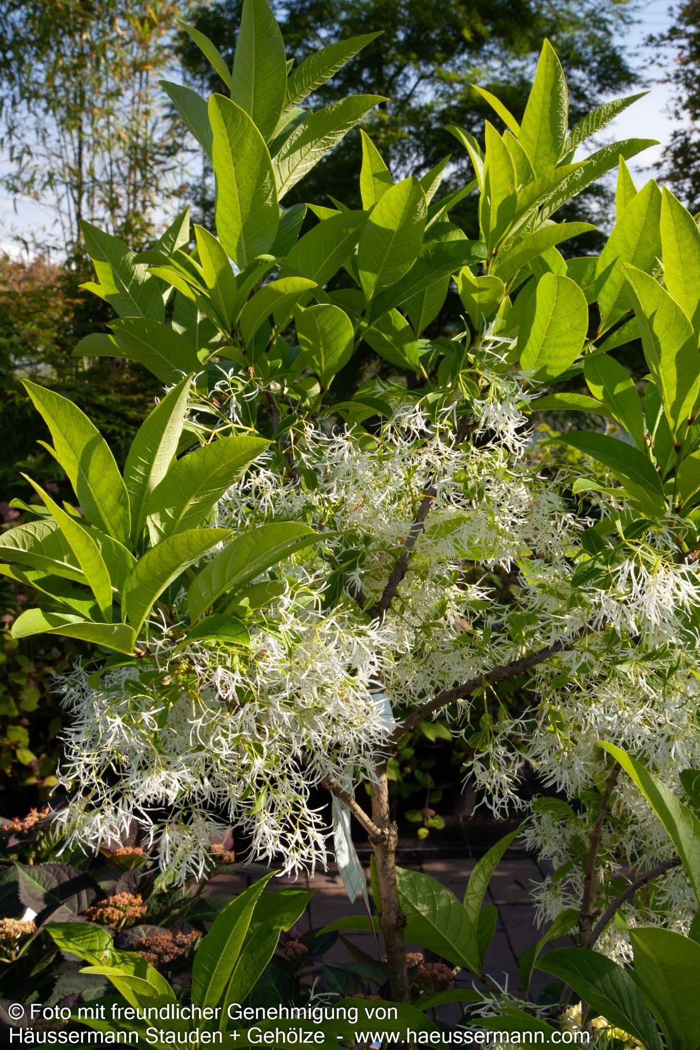 Schneeflockenstrauch (Chionanthus virginicus)