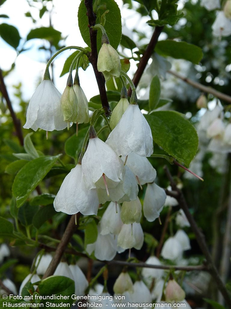 Schneeglöckchenbaum (Halesia carolina)