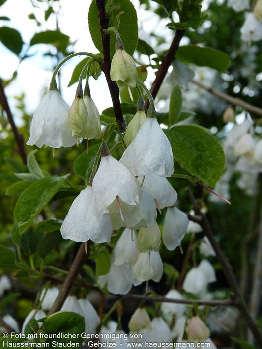 Schneeglöckchenbaum (Halesia carolina)