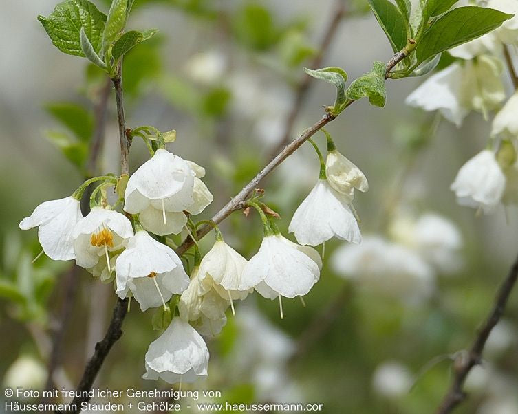 Schneeglöckchenbaum (Halesia carolina)