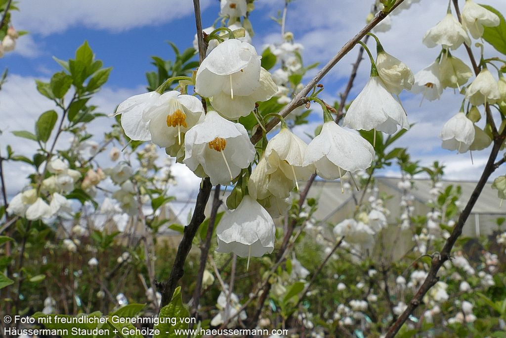 Schneeglöckchenbaum (Halesia carolina)