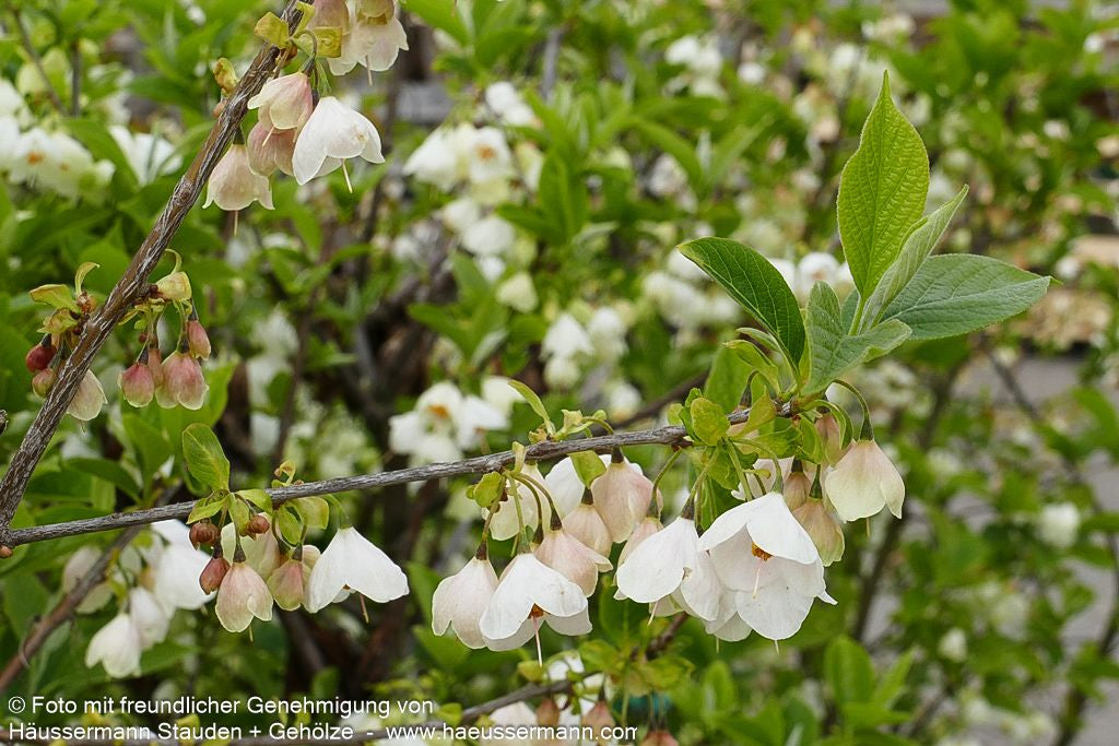 Schneeglöckchenbaum (Halesia carolina)