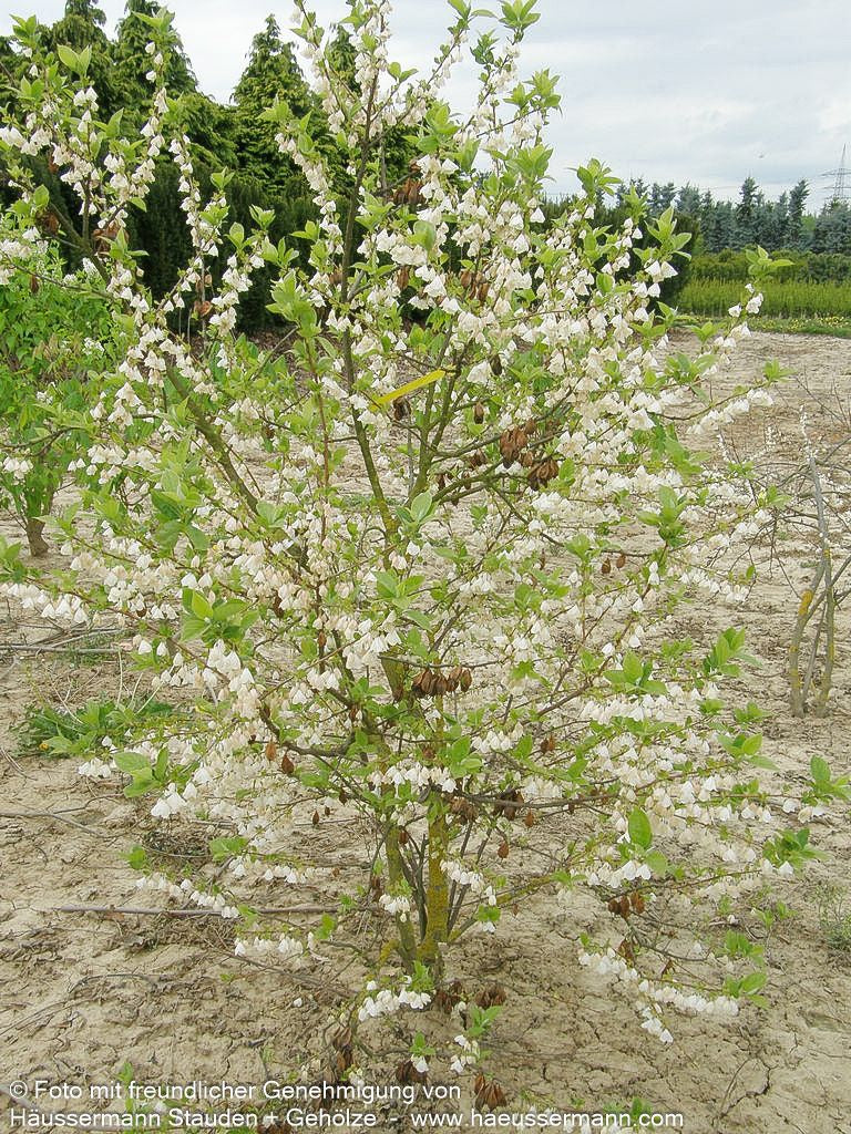 Schneeglöckchenbaum (Halesia carolina)