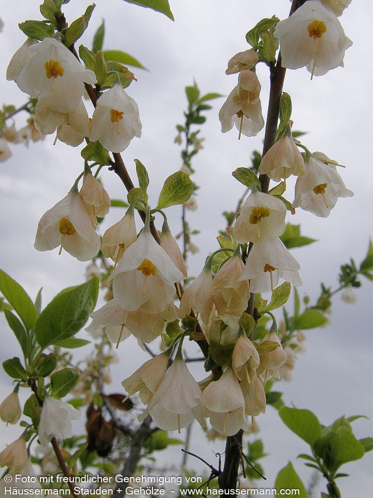 Schneeglöckchenbaum (Halesia carolina)