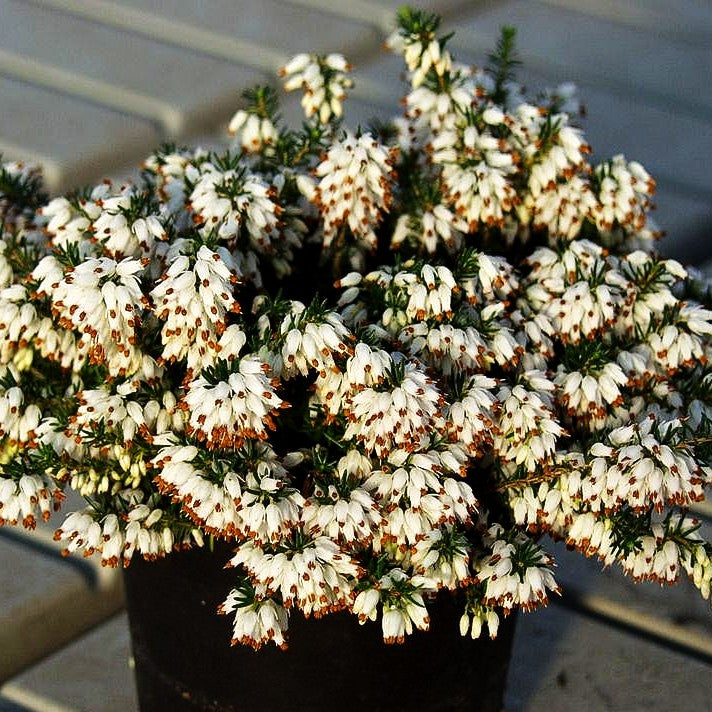Schneeheide 'Isabell' (Erica carnea)