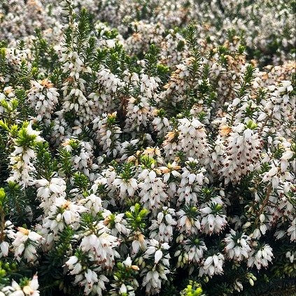 Schneeheide weiß 'Steffi' (Erica carnea)