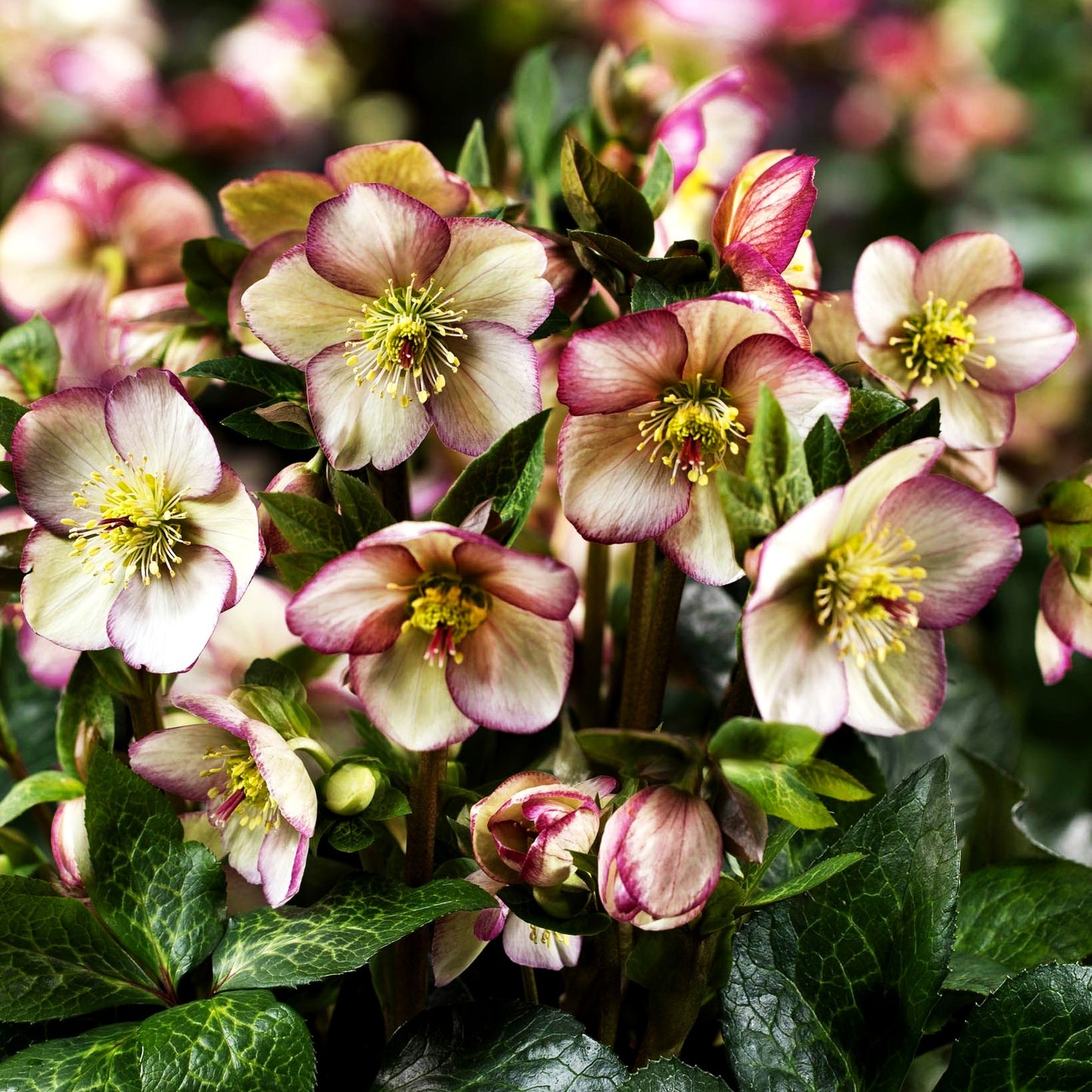 Schneerose ' Ros.'Maddy Marble' (Helleborus x gld. HGC Ice N)