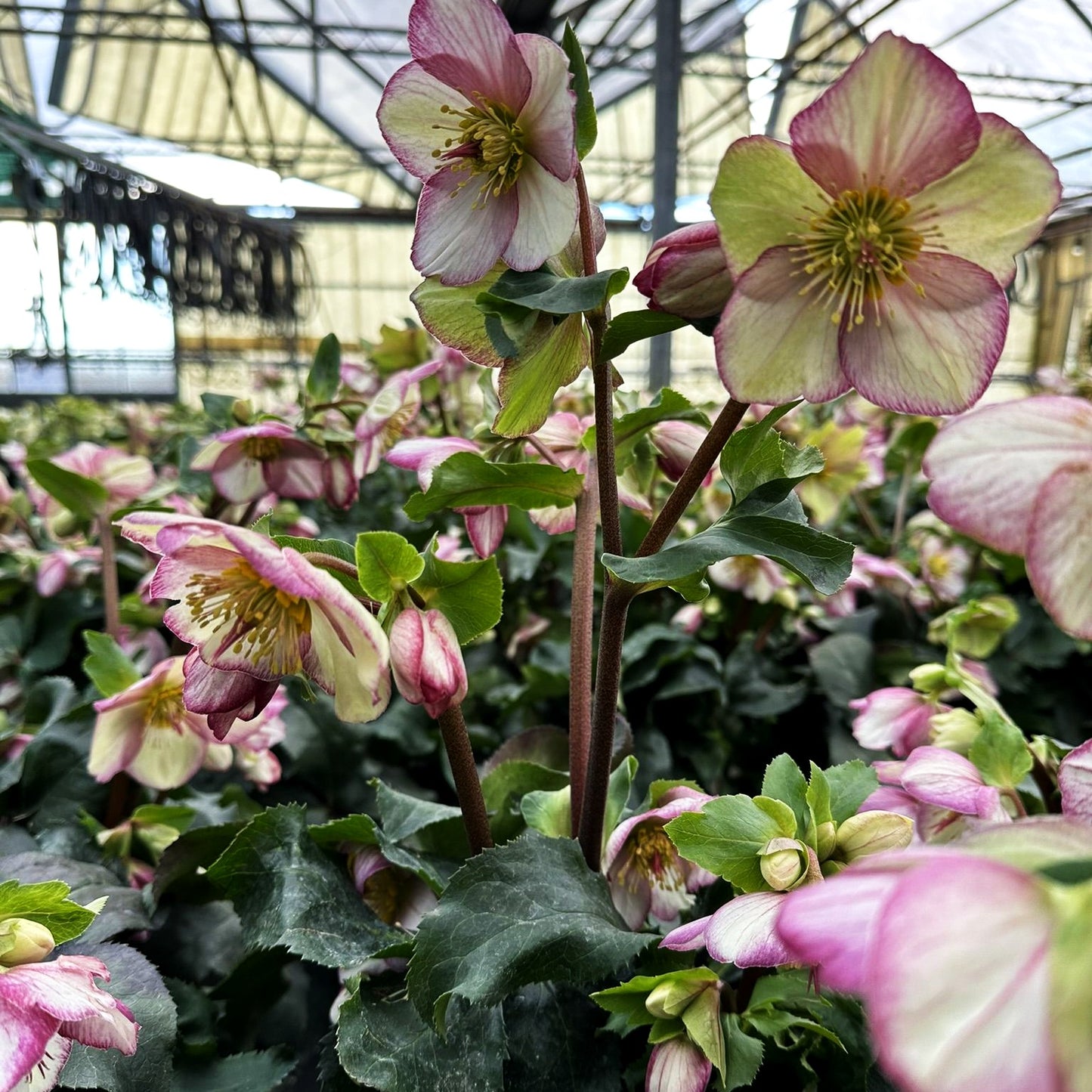 Schneerose ' Ros.'Picotee' (Helleborus x gld. HGC Ice N)