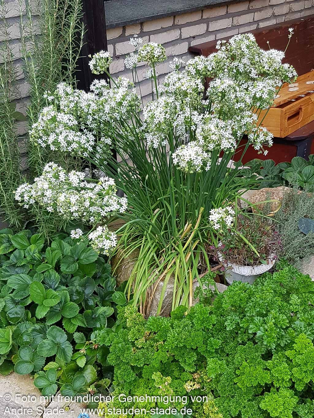 Schnitt-Knoblauch (Allium tuberosum)