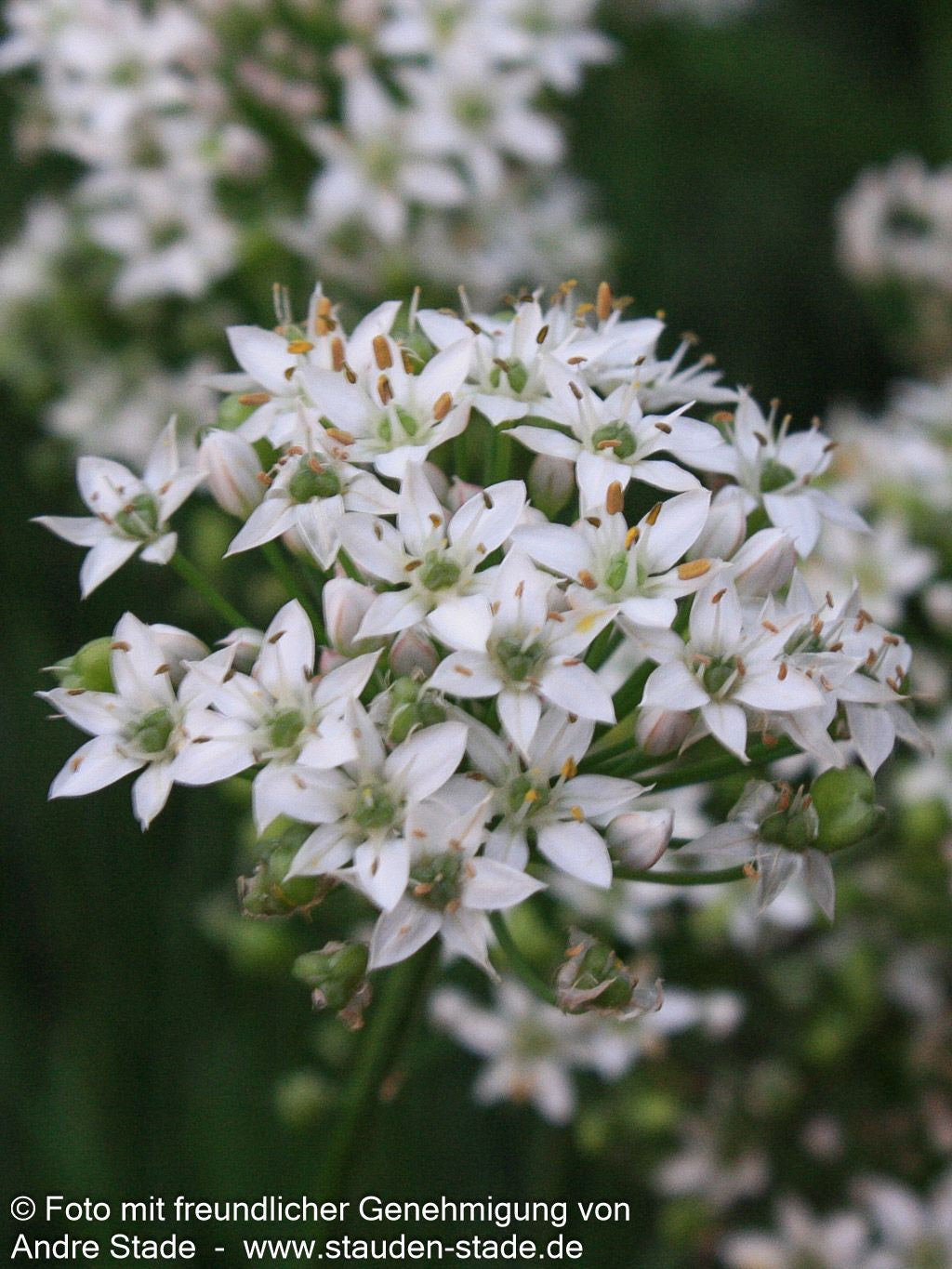 Schnitt-Knoblauch (Allium tuberosum)