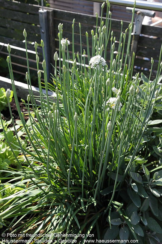 Schnitt-Knoblauch (Allium tuberosum)