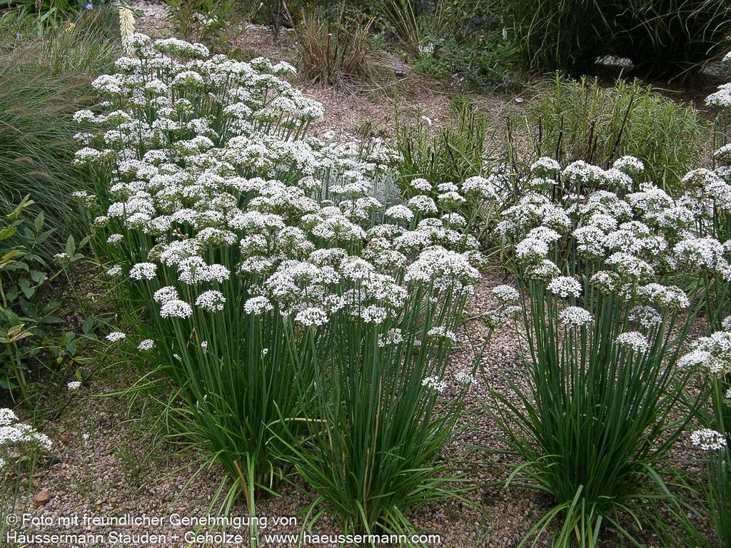Schnitt-Knoblauch (Allium tuberosum)