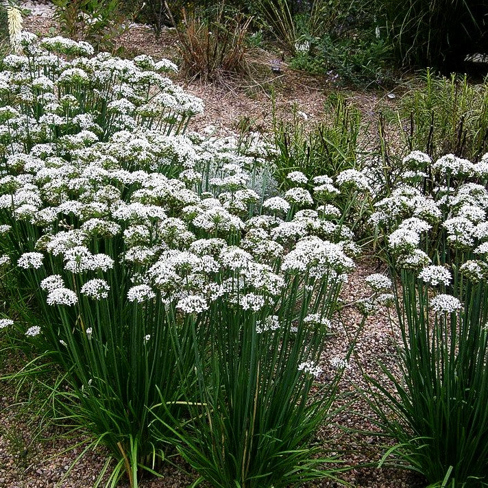 Schnitt-Knoblauch (Allium tuberosum)