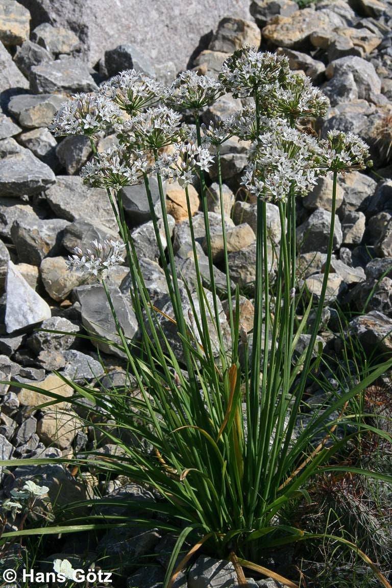 Schnitt-Knoblauch (Allium tuberosum)