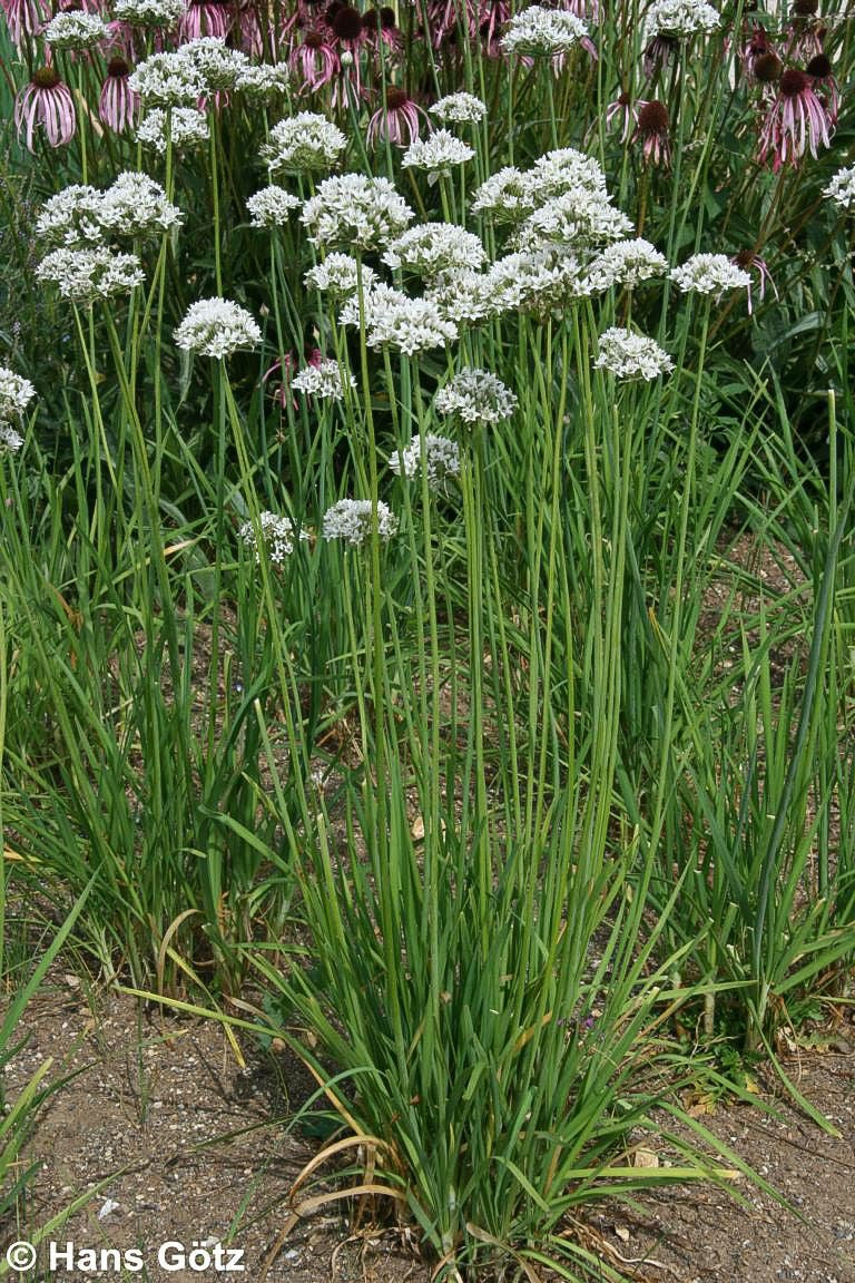 Schnitt-Knoblauch (Allium tuberosum)