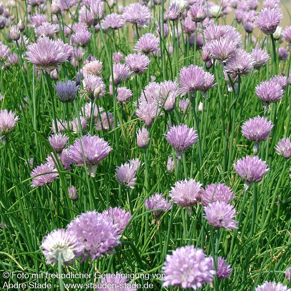 Schnitt-Lauch (Allium schoenoprasum)