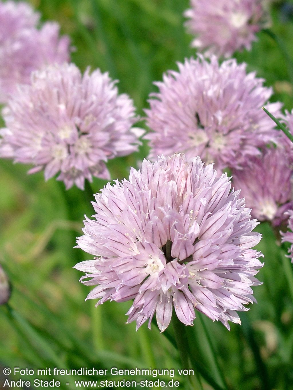 Schnitt-Lauch (Allium schoenoprasum)