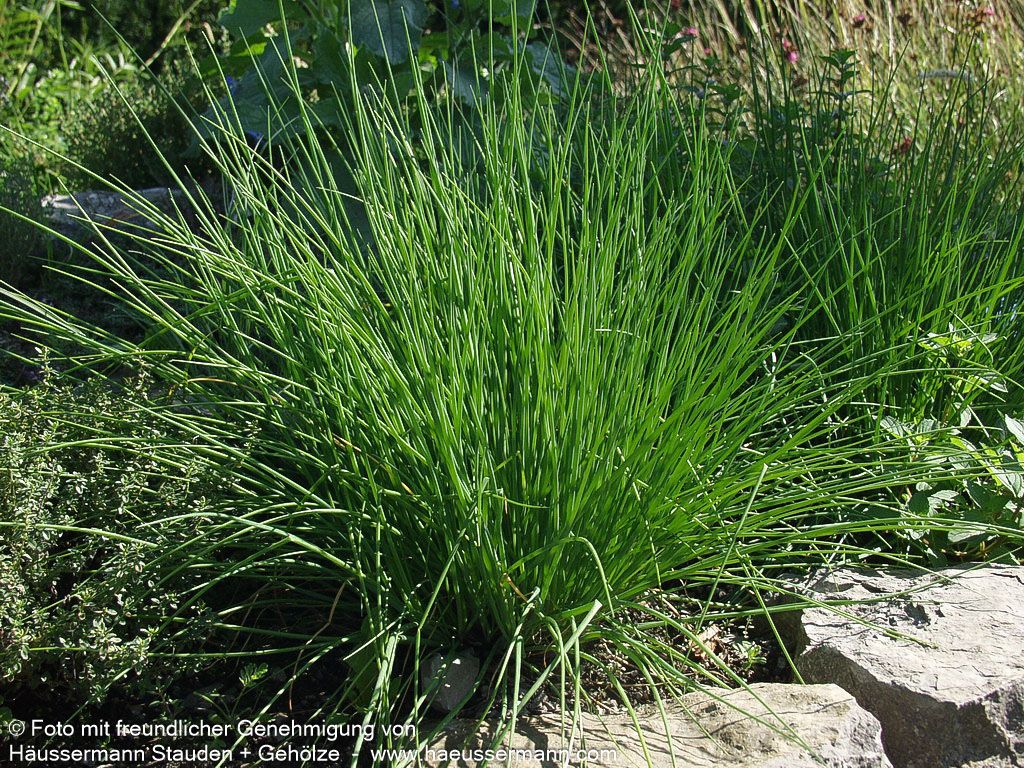 Schnitt-Lauch (Allium schoenoprasum)