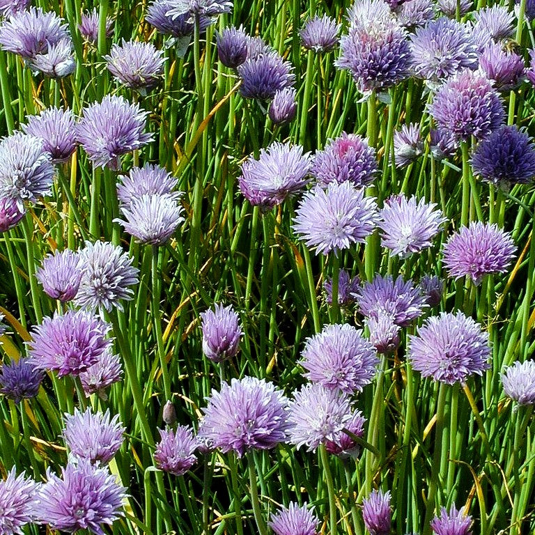 Schnitt-Lauch (Allium schoenoprasum)