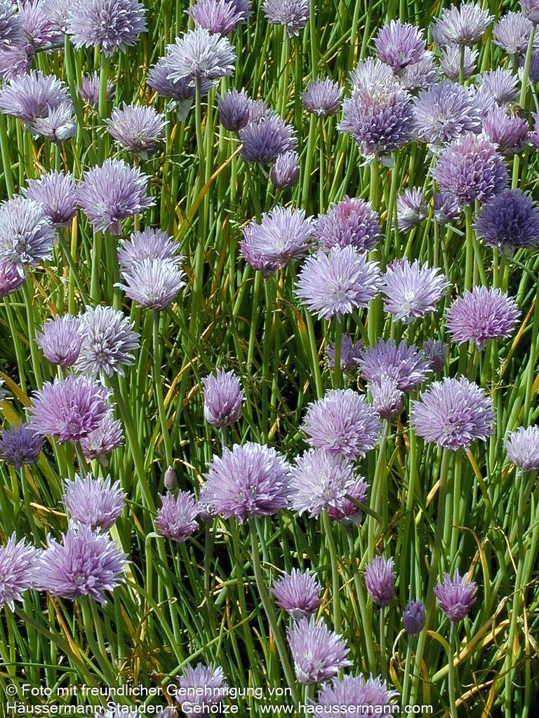 Schnitt-Lauch (Allium schoenoprasum)
