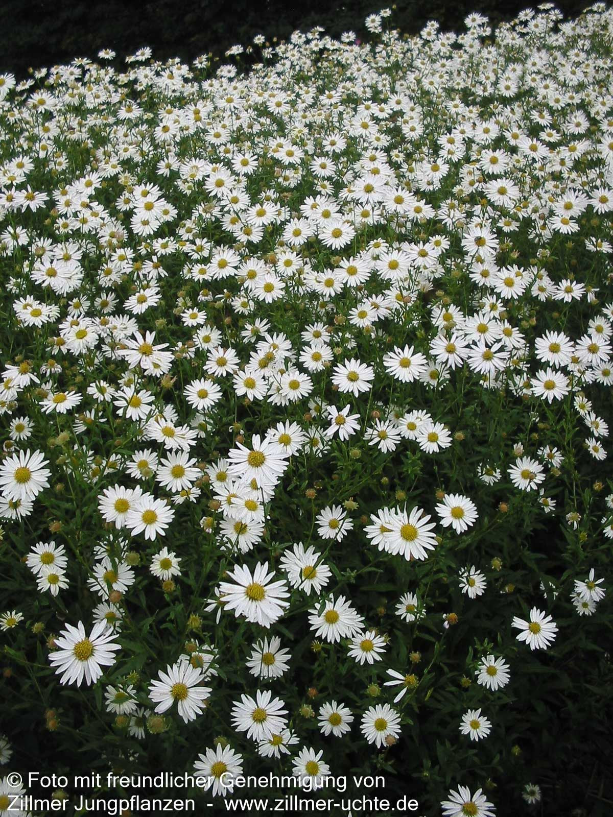 Schönaster 'Alba' (Kalimeris incisa)