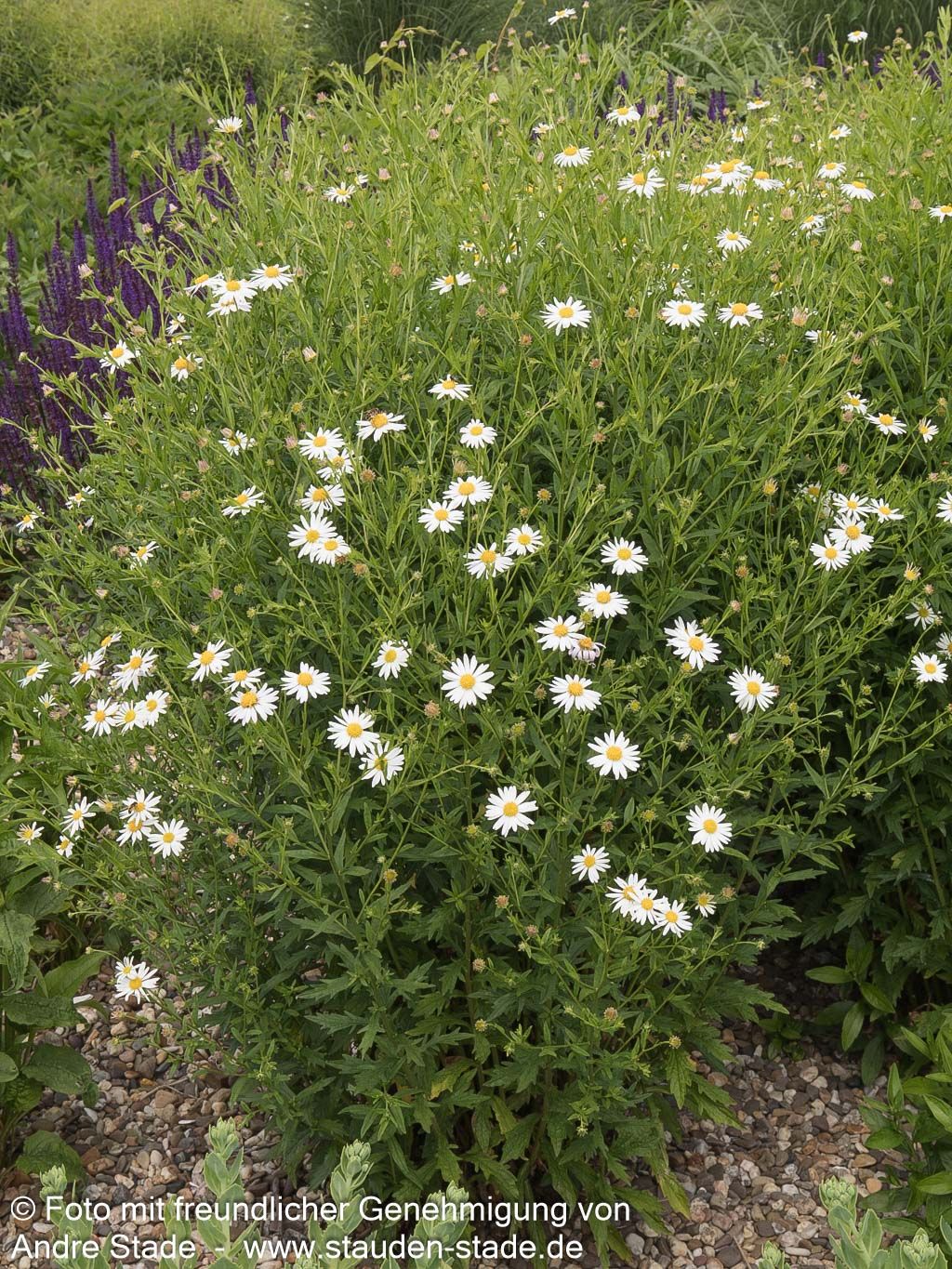 Schönaster 'Alba' (Kalimeris incisa)