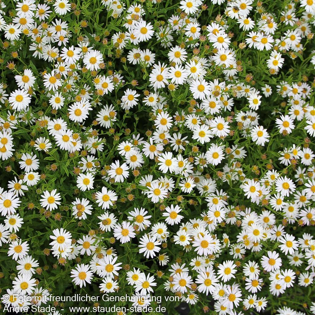 Schönaster 'Alba' (Kalimeris incisa)