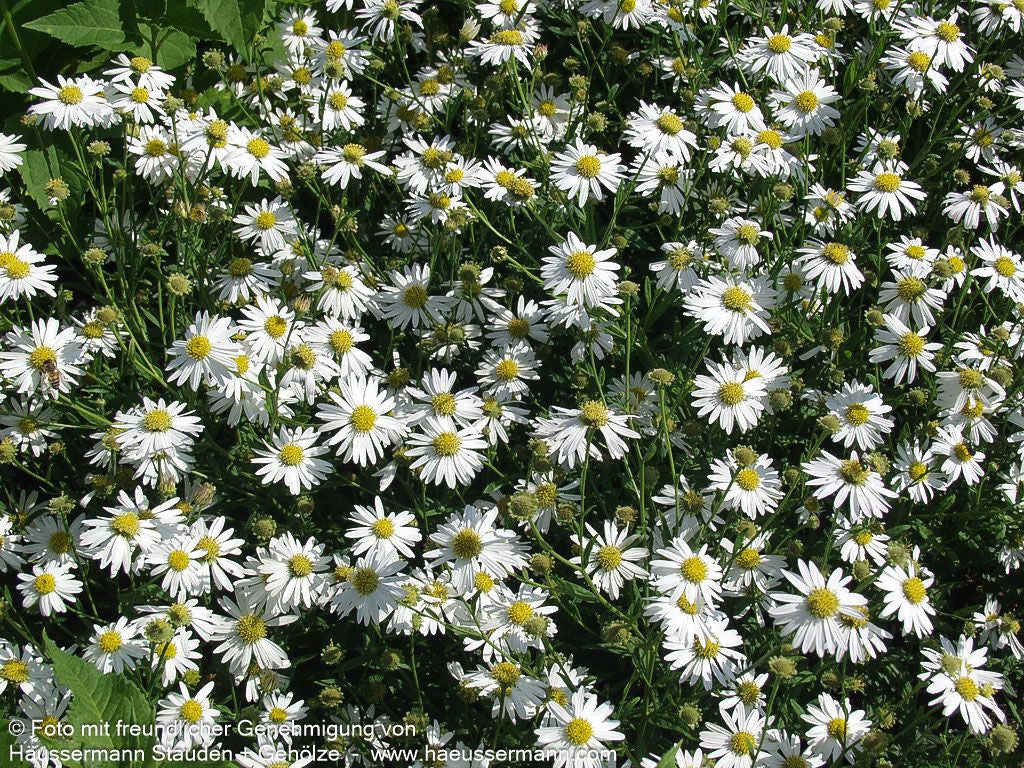 Schönaster 'Alba' (Kalimeris incisa)