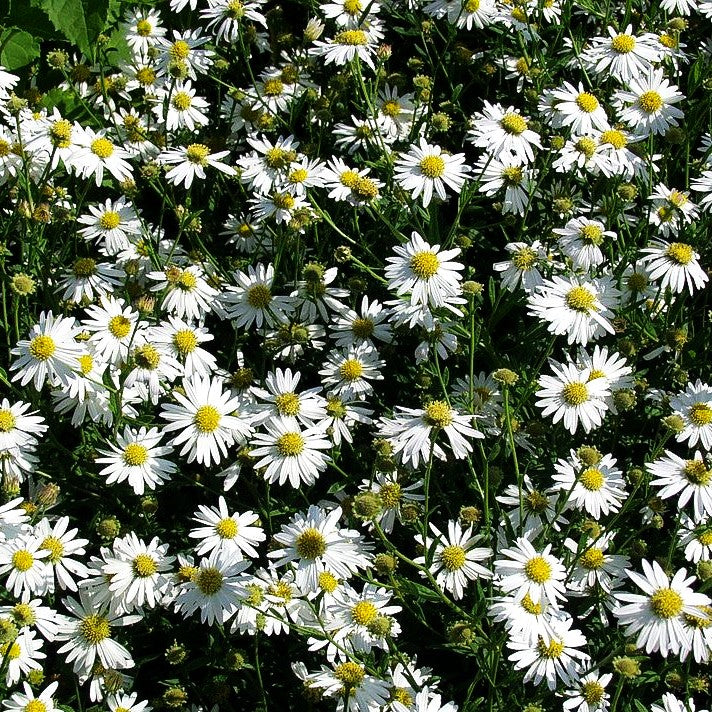 Schönaster 'Alba' (Kalimeris incisa)