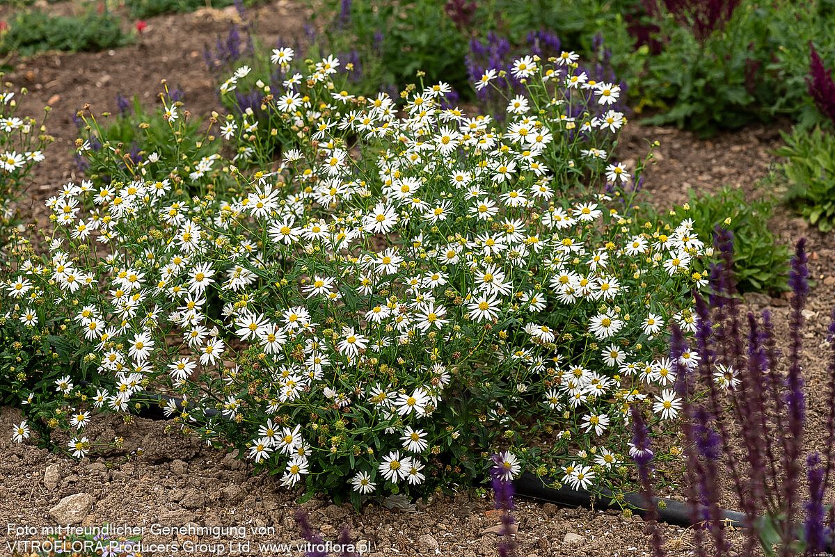 Schönaster 'Alba' (Kalimeris incisa)