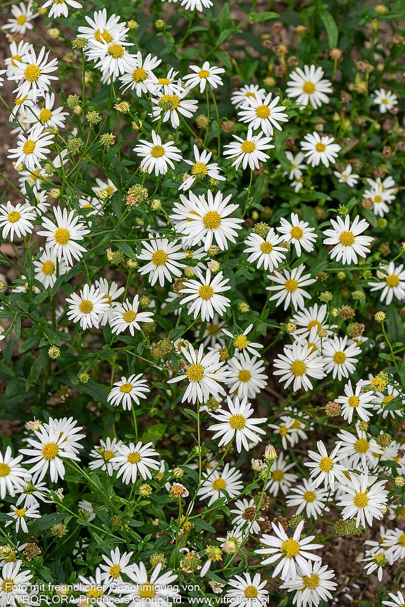 Schönaster 'Alba' (Kalimeris incisa)