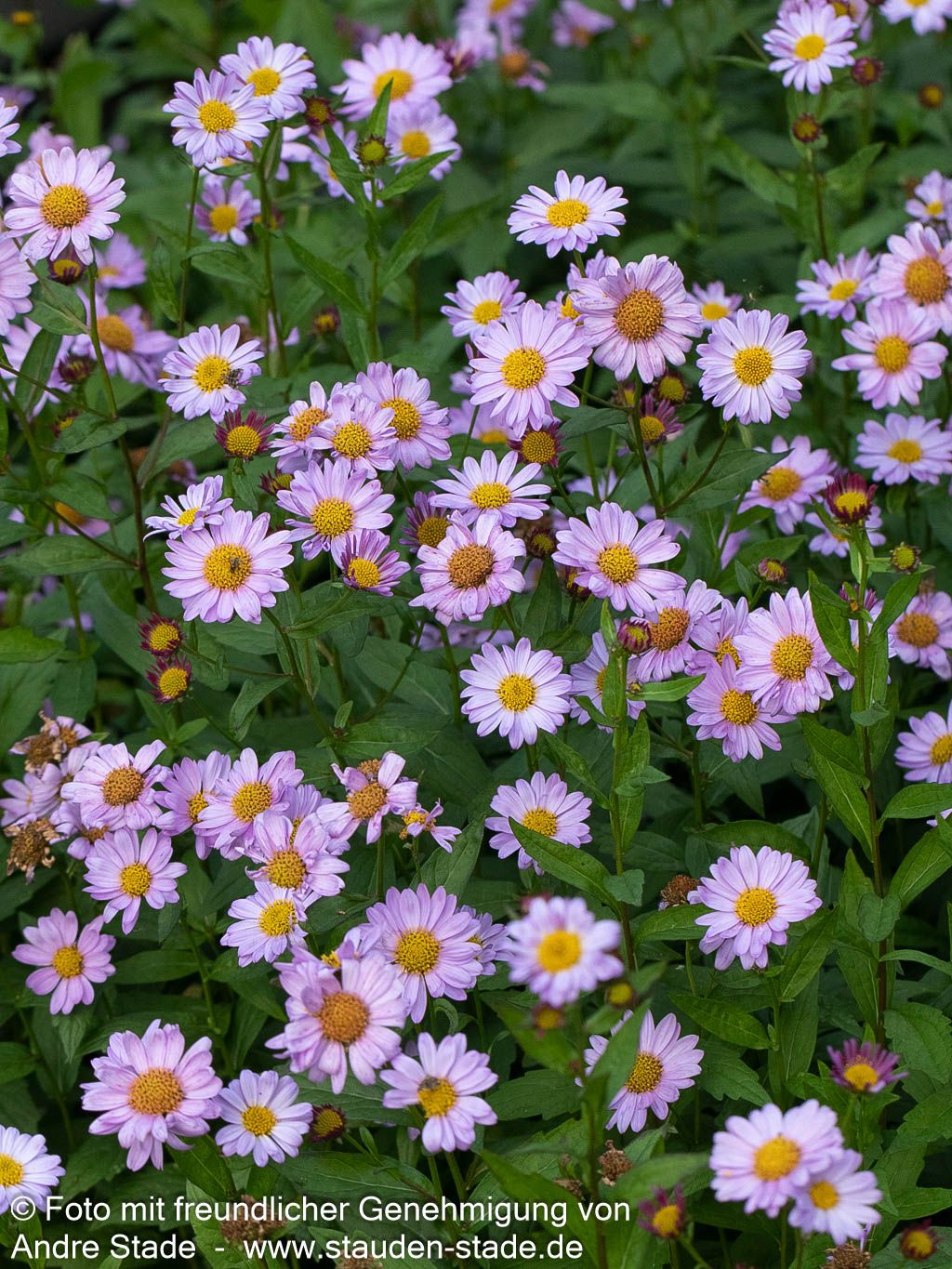 Schönaster 'Antonia' (Kalimeris mongolica)