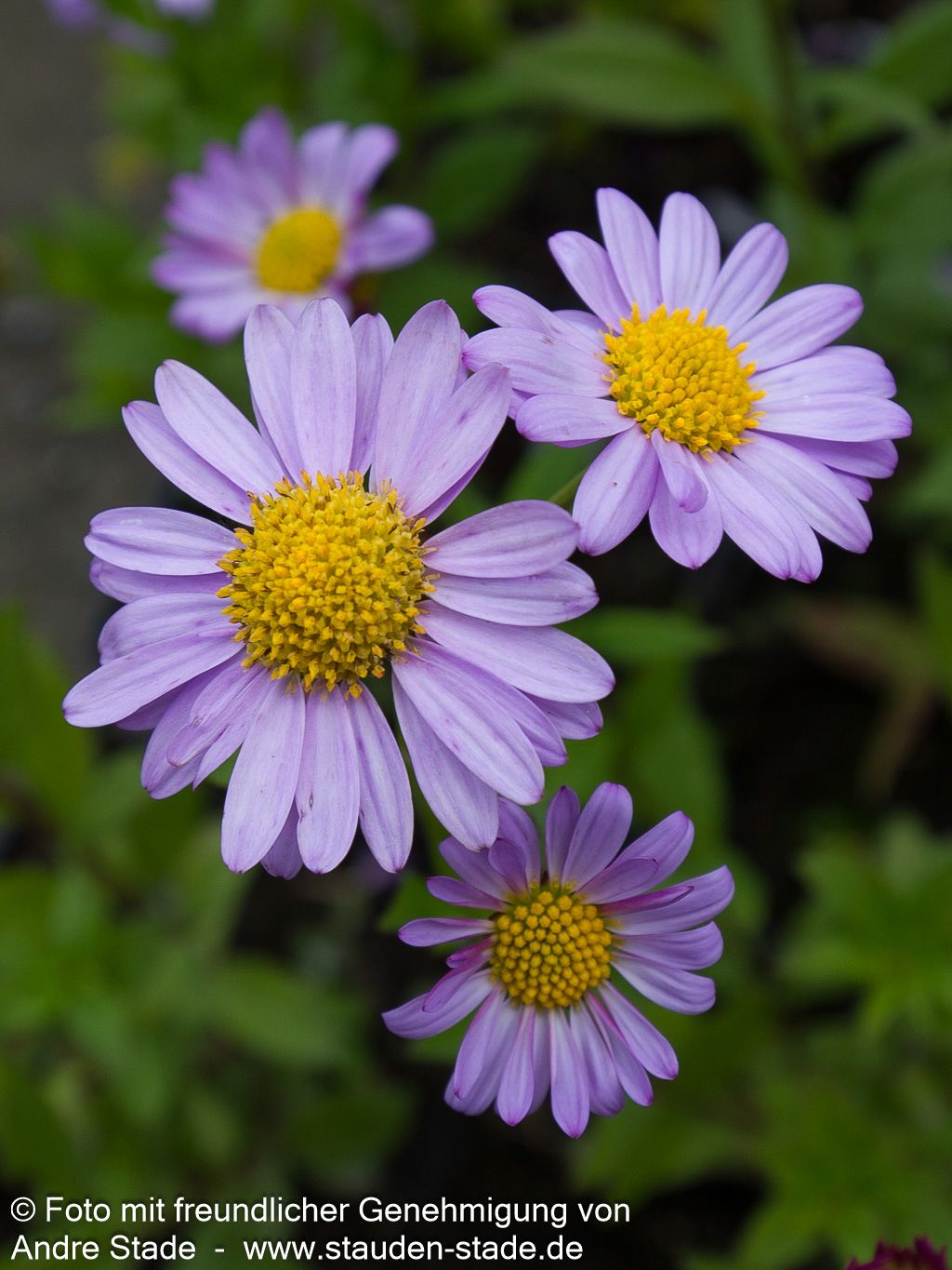 Schönaster 'Antonia' (Kalimeris mongolica)