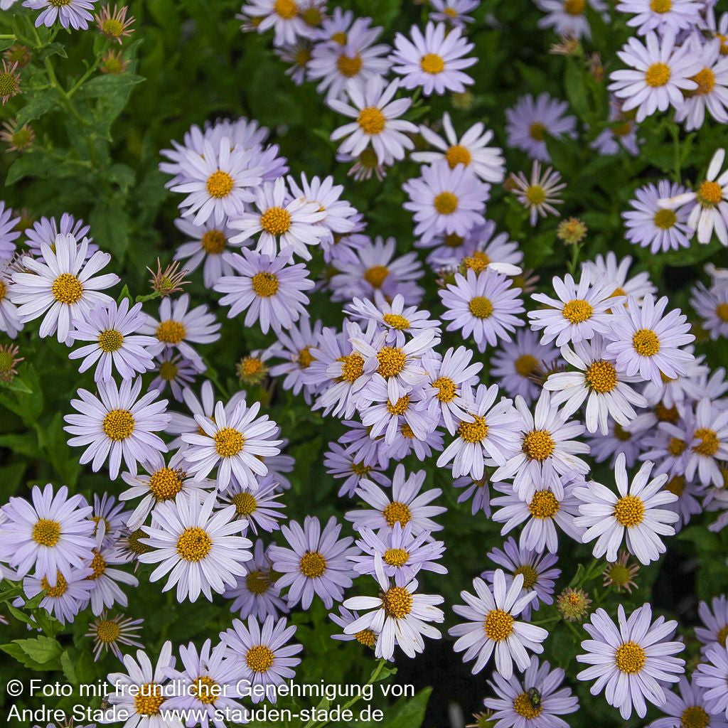 Schönaster 'Blue Star' (Kalimeris incisa)