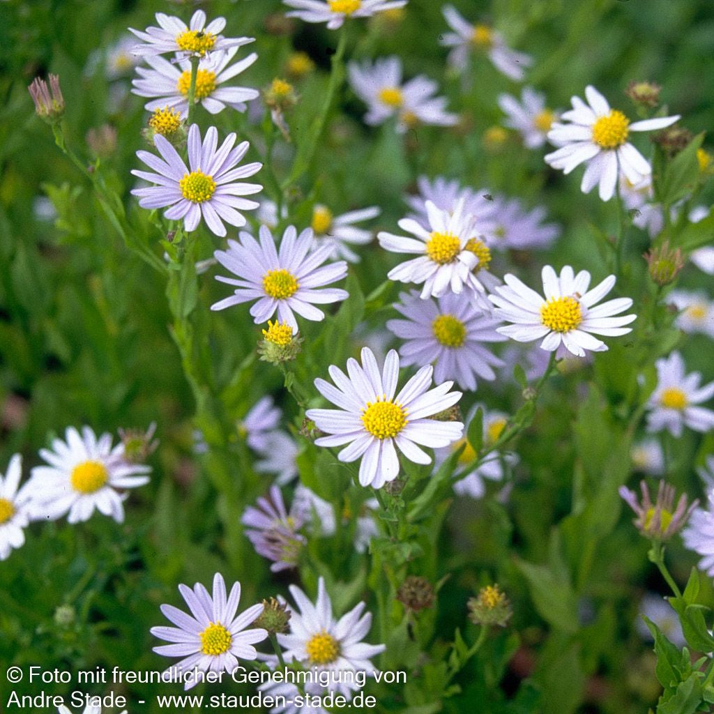 Schönaster 'Blue Star' (Kalimeris incisa)
