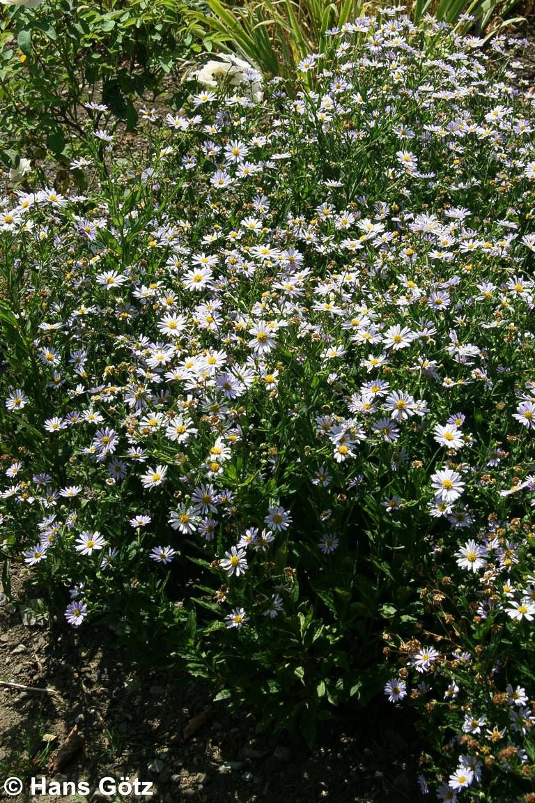 Schönaster 'Blue Star' (Kalimeris incisa)