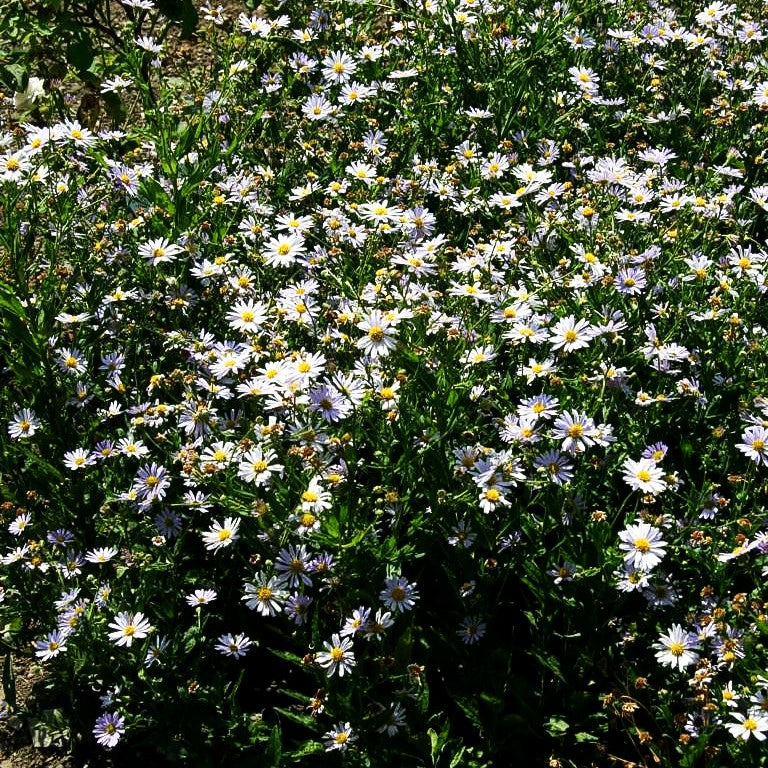 Schönaster 'Blue Star' (Kalimeris incisa)