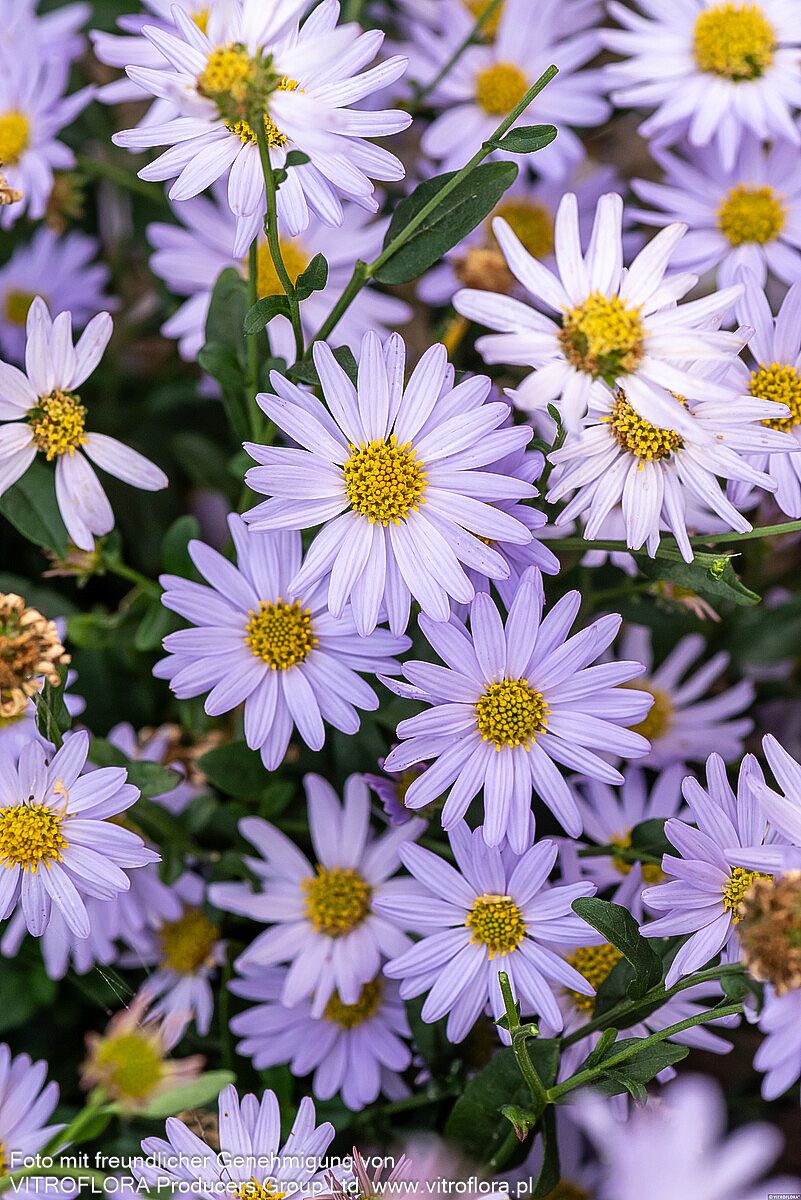 Schönaster 'Blue Star' (Kalimeris incisa)