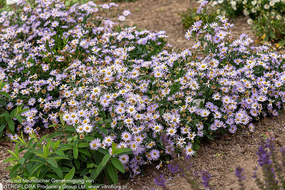 Schönaster 'Blue Star' (Kalimeris incisa)