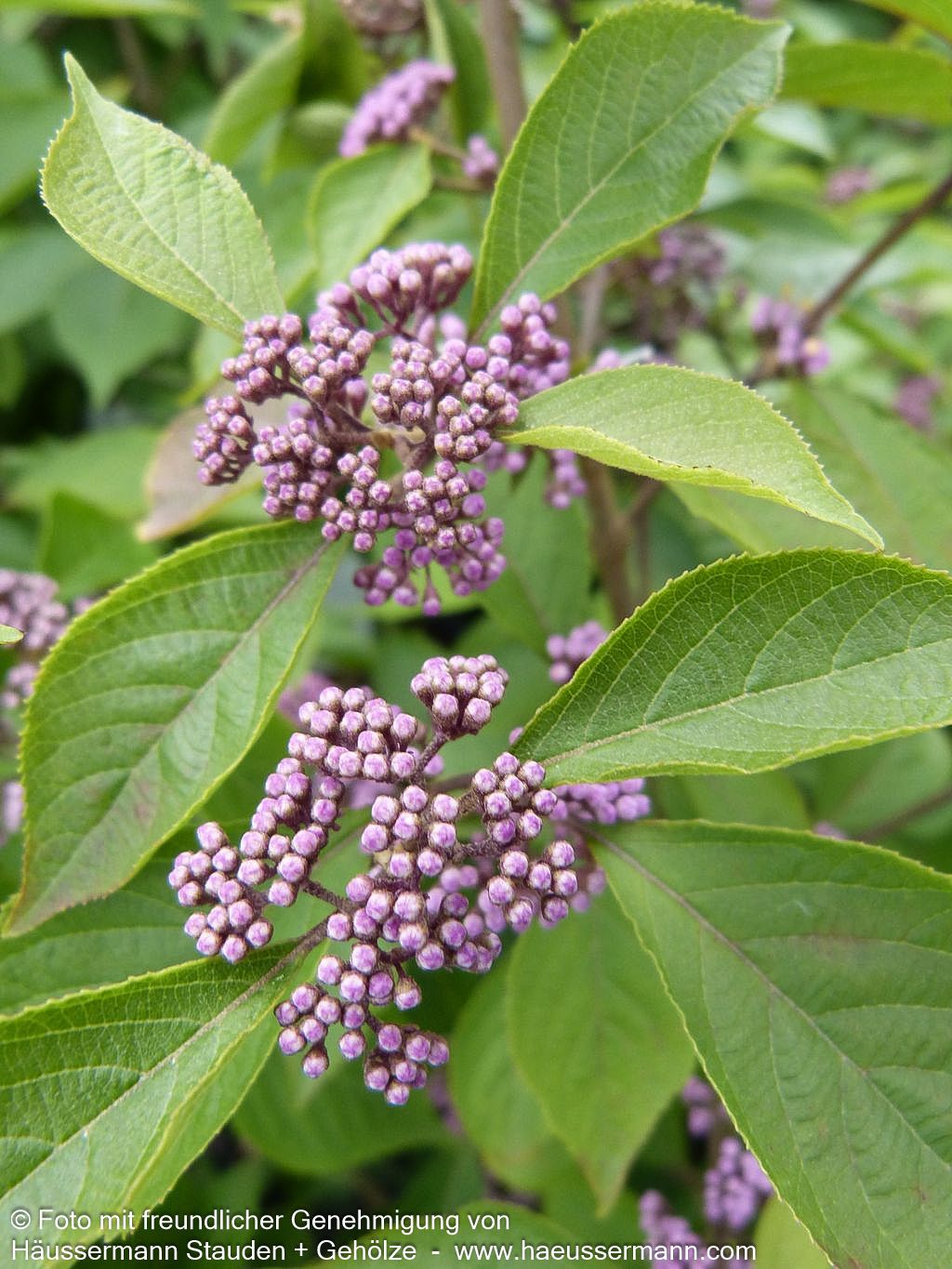 Schönfrucht, Liebesperlenstrauch 'Profusion' (Callicarpa bodinieri)