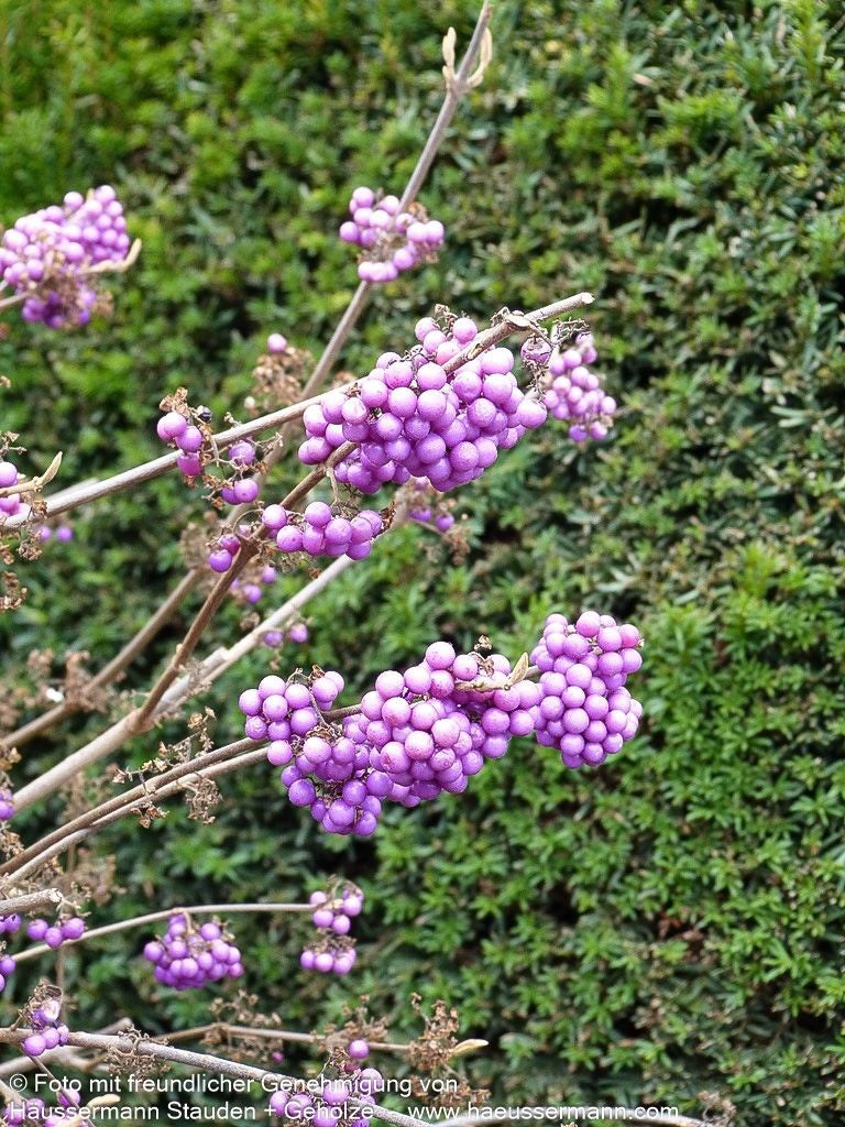 Schönfrucht, Liebesperlenstrauch 'Profusion' (Callicarpa bodinieri)