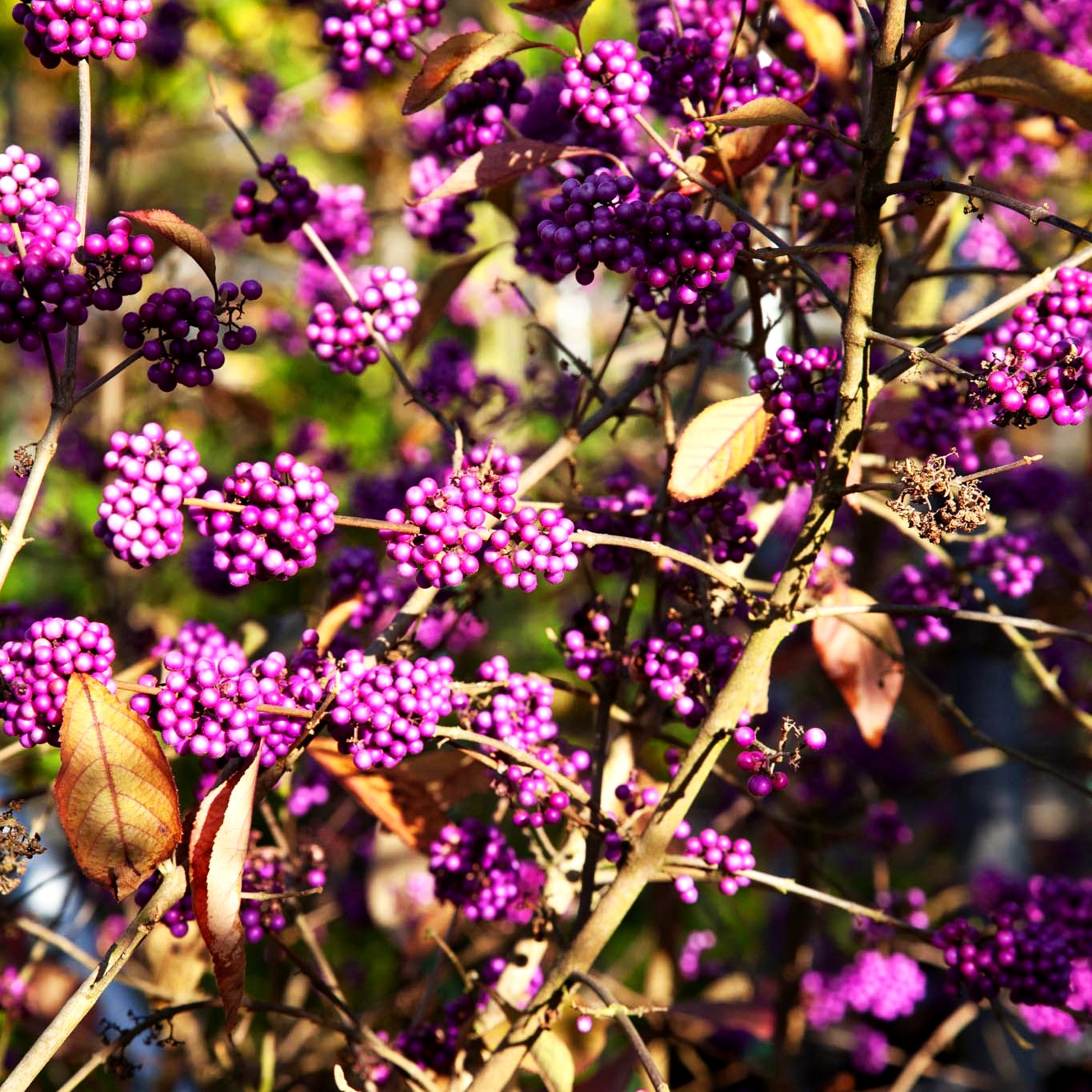 Schönfrucht, Liebesperlenstrauch 'Profusion' (Callicarpa bodinieri)