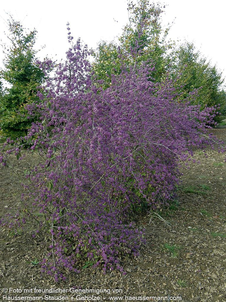 Schönfrucht, Liebesperlenstrauch 'Profusion' (Callicarpa bodinieri)