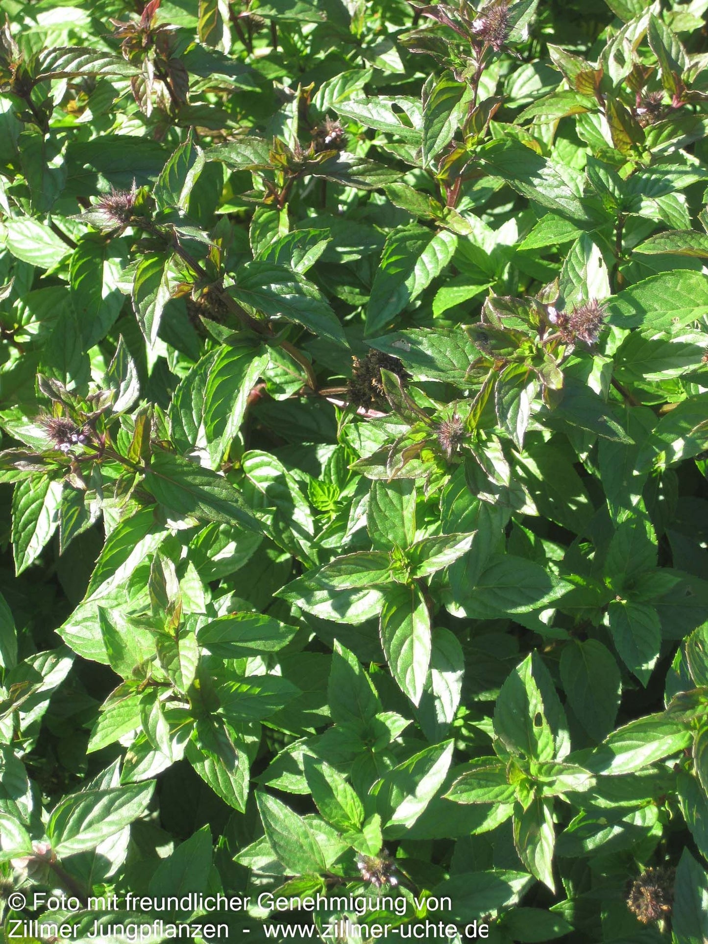 Schokoladen-Minze 'Chocolate' (Mentha x piperita)