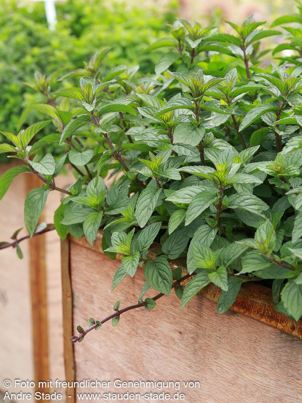 Schokoladen-Minze 'Chocolate' (Mentha x piperita)