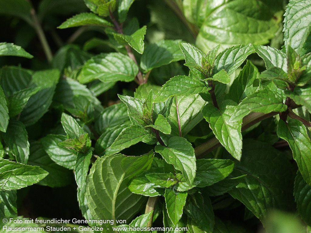 Schokoladen-Minze 'Chocolate' (Mentha x piperita)