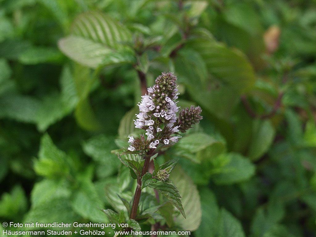 Schokoladen-Minze 'Chocolate' (Mentha x piperita)